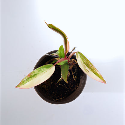 Philodendron Strawberry Shake Plant