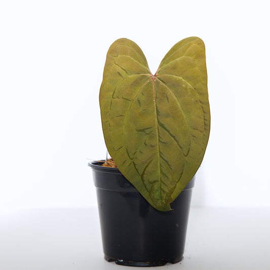 Anthurium Red Vein Dark Phoenix rooted active growing plant