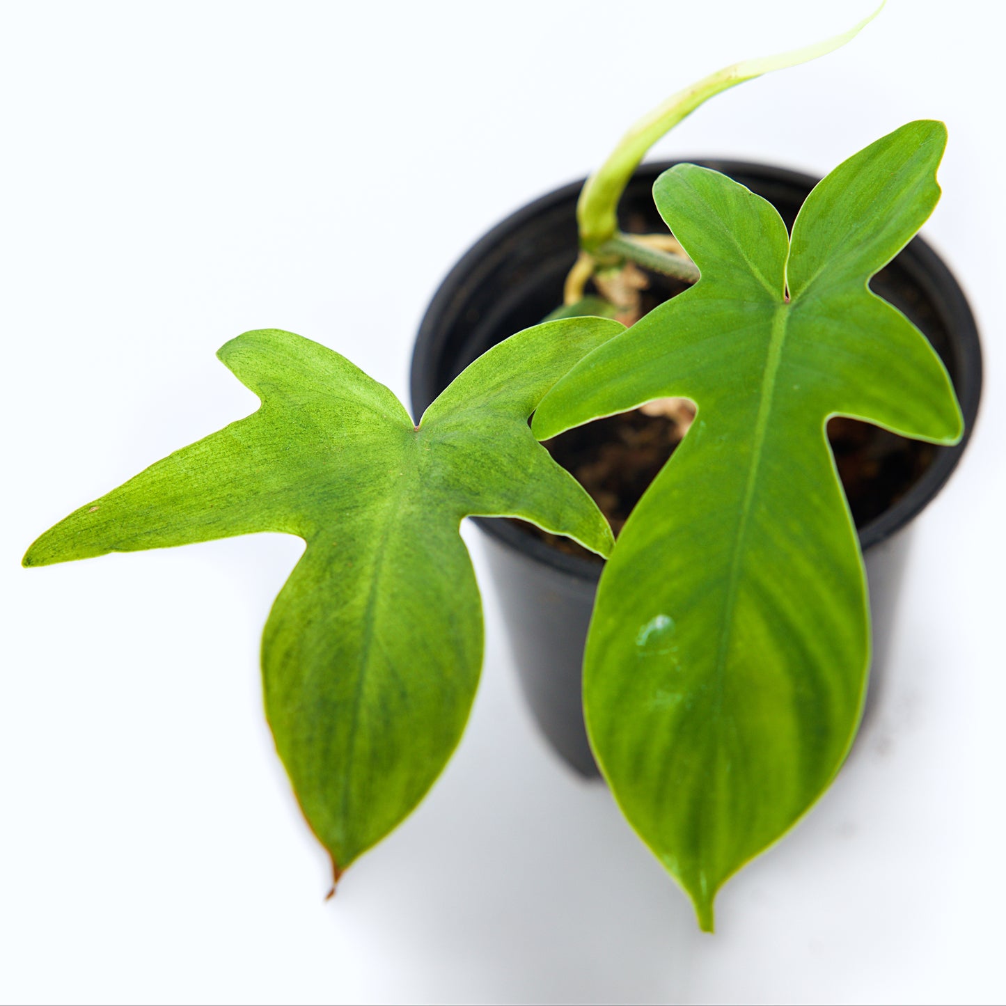 Philodendron 'Florida Ghost' - Live Houseplant