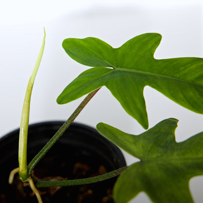 Philodendron 'Florida Ghost' - Live Houseplant