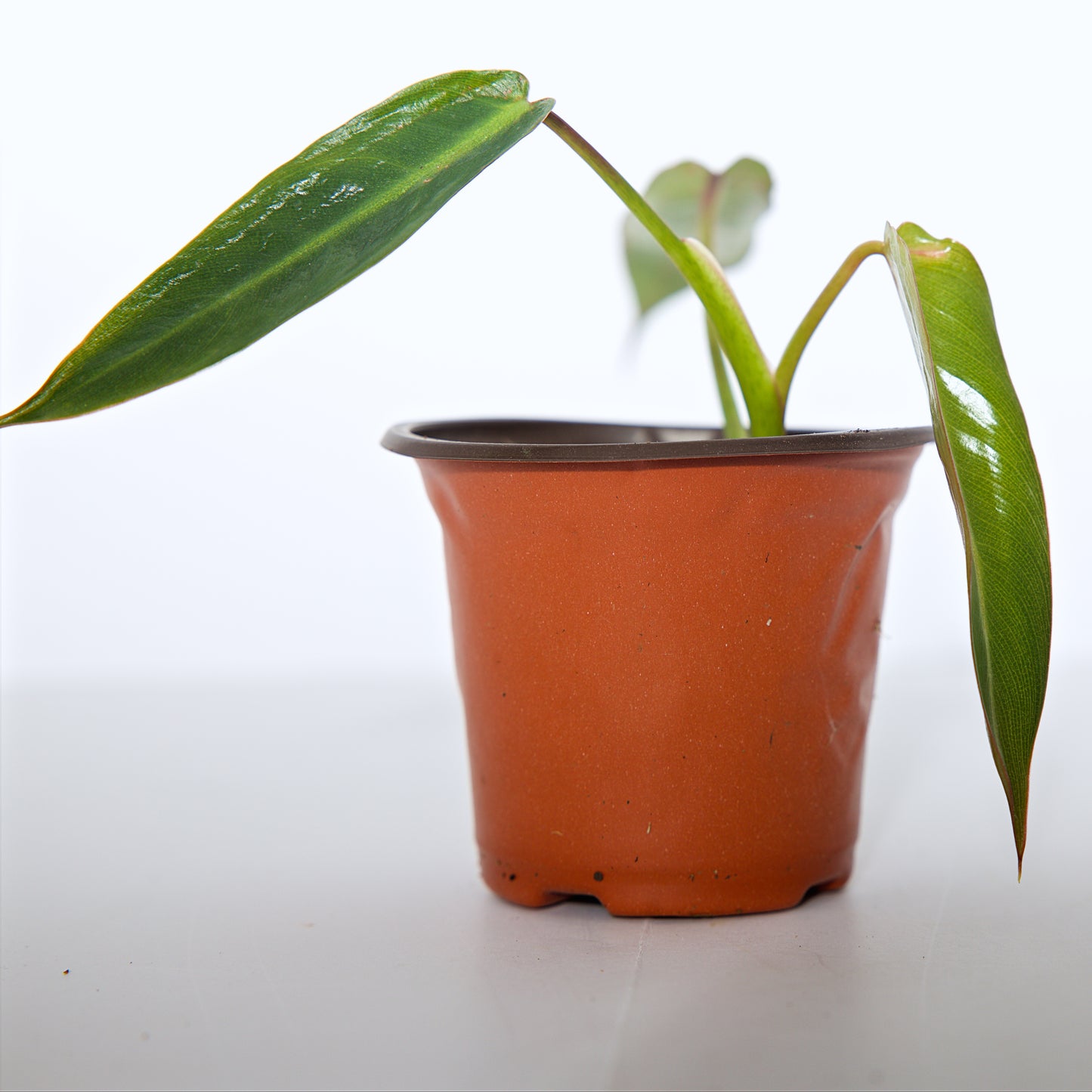 Philodendron Spiritus Sancti rooted plant