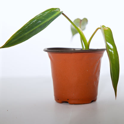 Philodendron Spiritus Sancti rooted plant