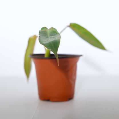 Philodendron Spiritus Sancti rooted plant