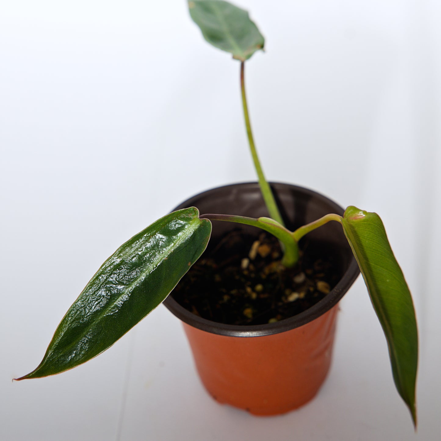 Philodendron Spiritus Sancti rooted plant