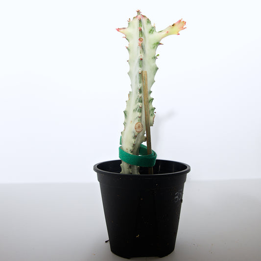 Variegated White Ghost Euphorbia plant