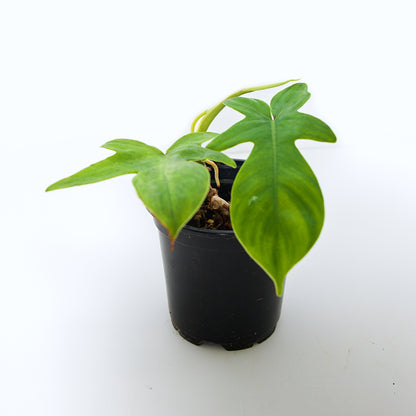 Philodendron 'Florida Ghost' - Live Houseplant