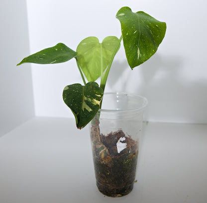 Variegated Thai Constellation plant