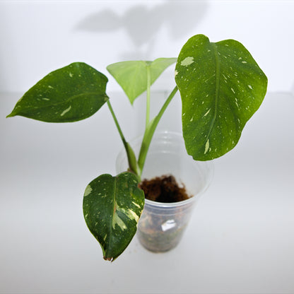 Variegated Thai Constellation plant