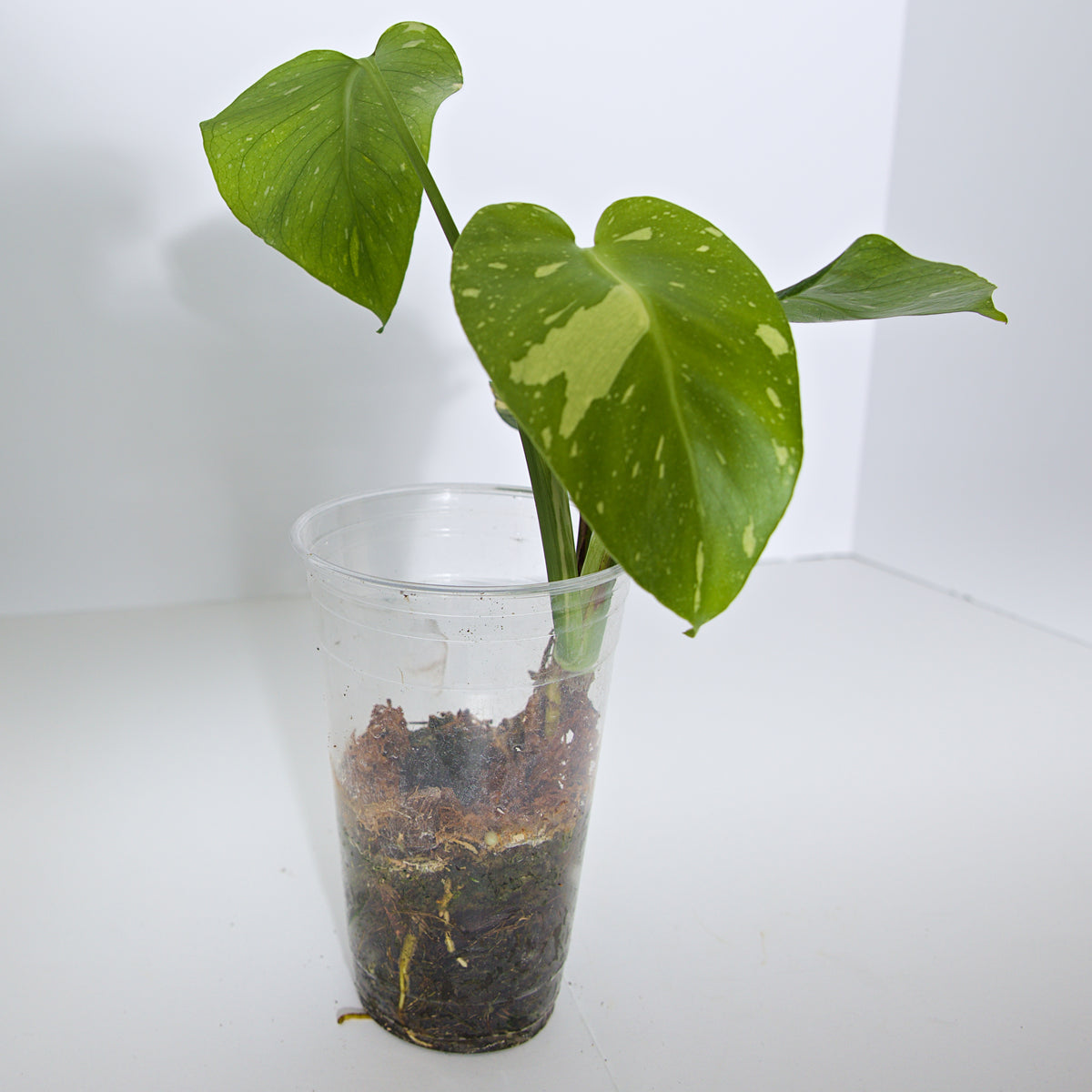 Variegated Thai Constellation plant