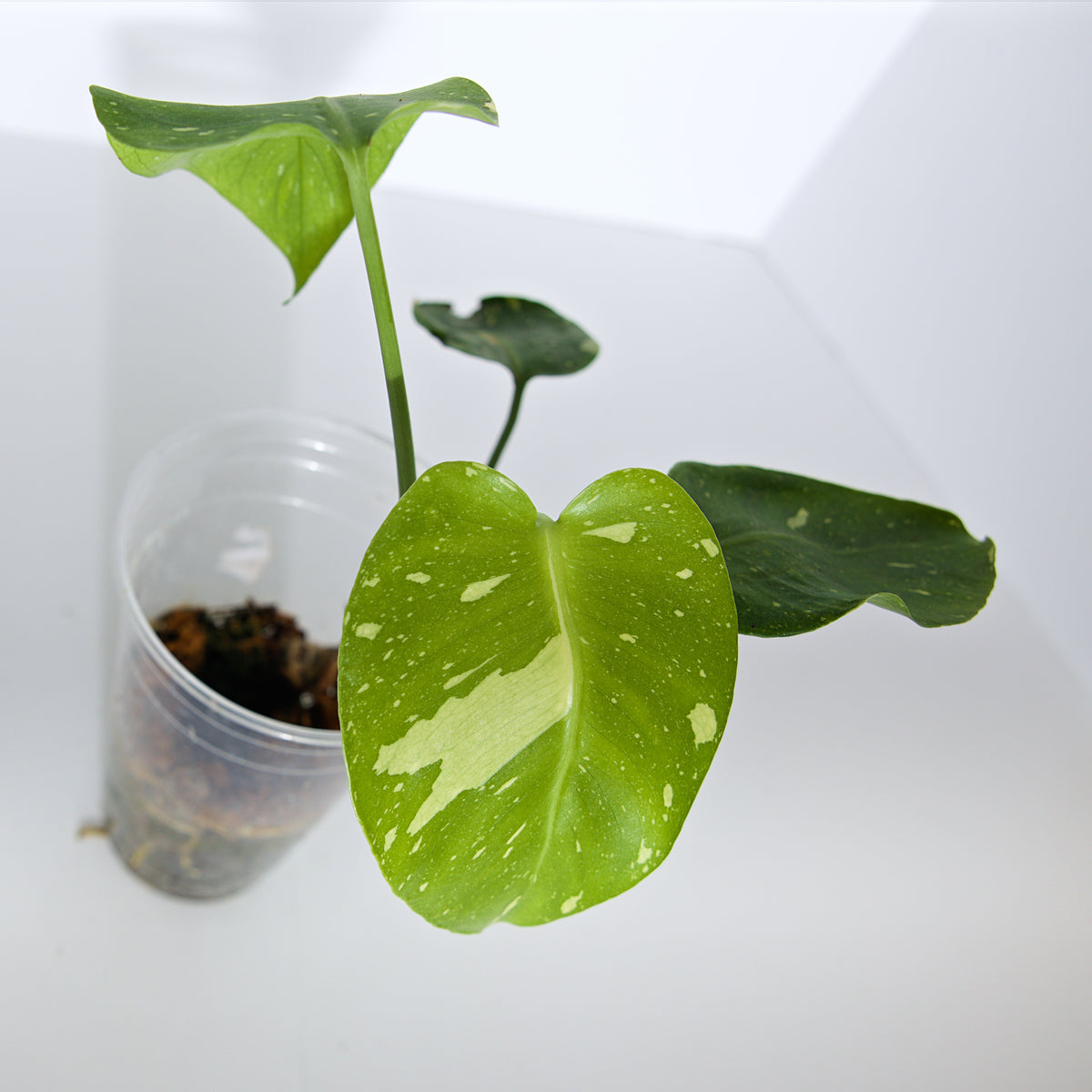 Variegated Thai Constellation plant