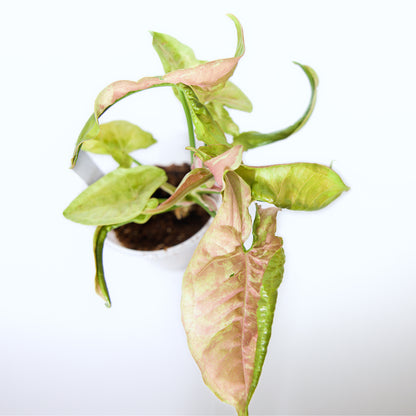 Syngonium Pink Cloud Plant