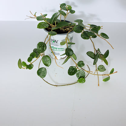 Hoya Mathilde Splash variegated plant (Exact Plant)