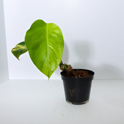 Variegated Rooted Monstera Aurea plant