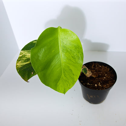 Variegated Rooted Monstera Aurea plant