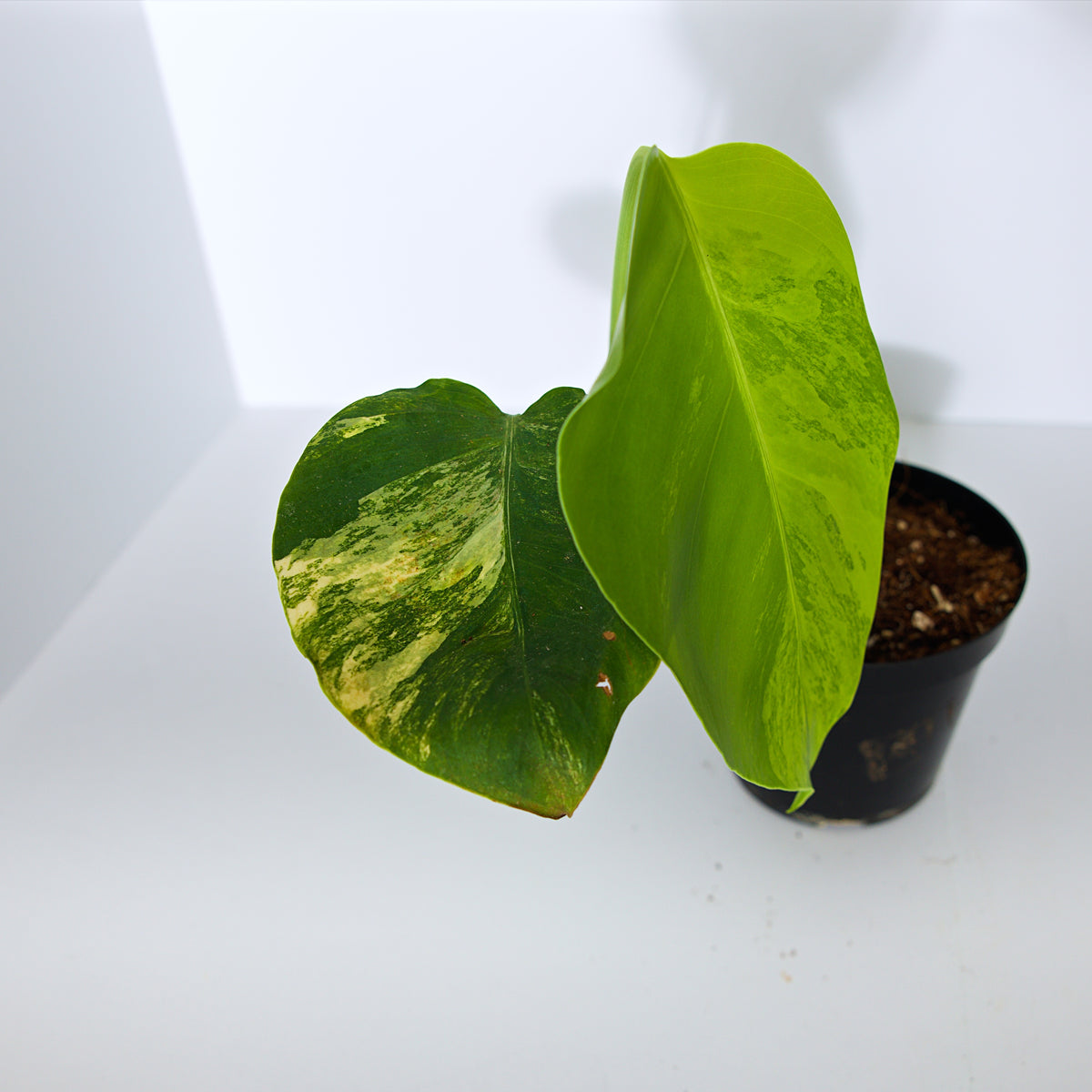 Variegated Rooted Monstera Aurea plant