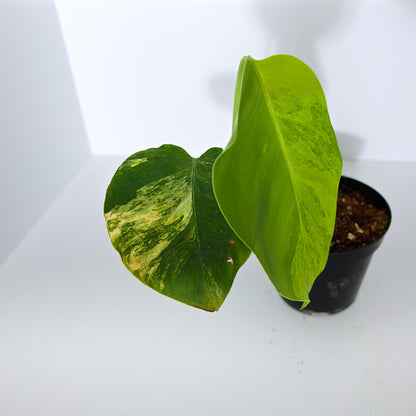 Variegated Rooted Monstera Aurea plant