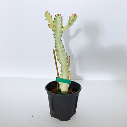 Variegated White Ghost Euphorbia plant