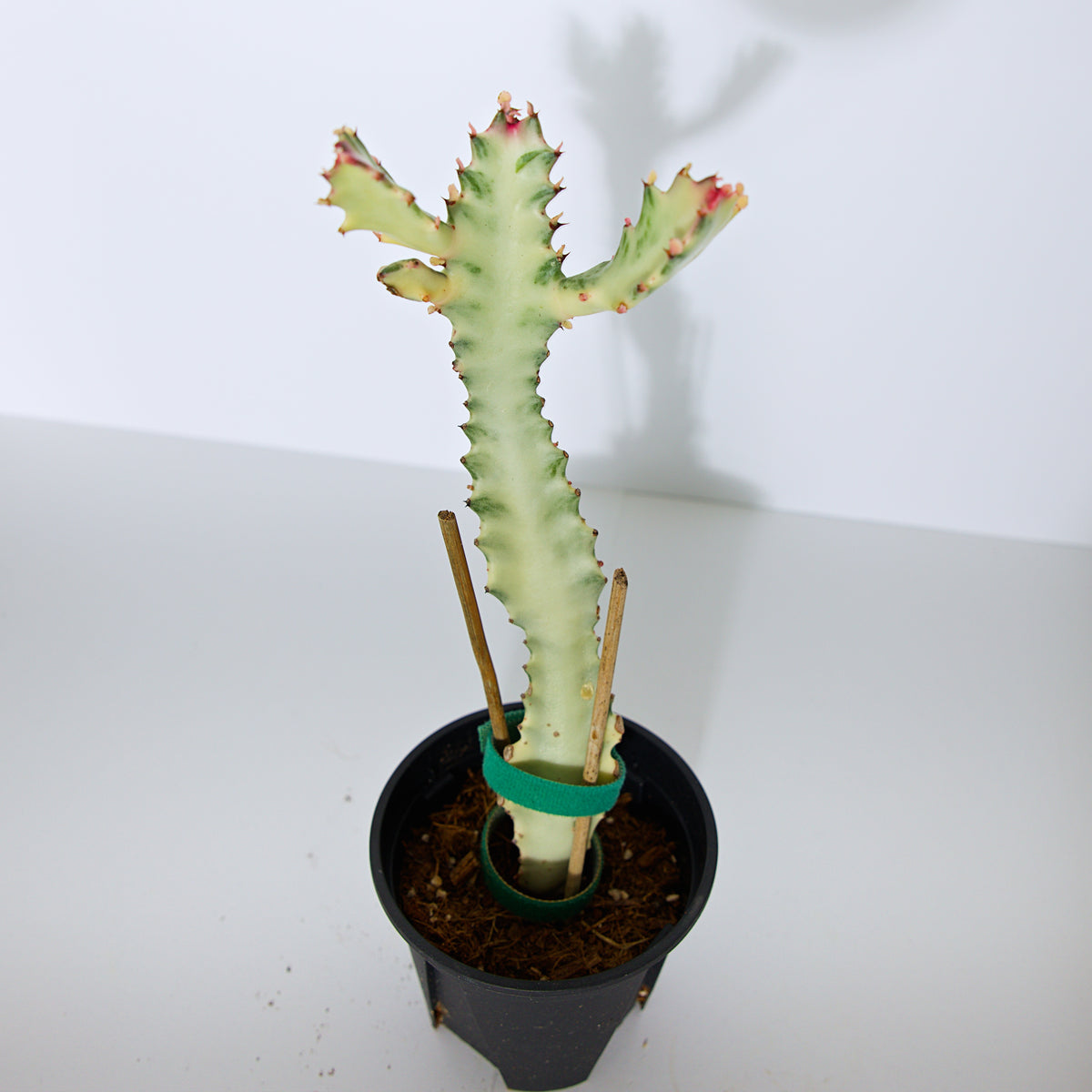 Variegated White Ghost Euphorbia plant