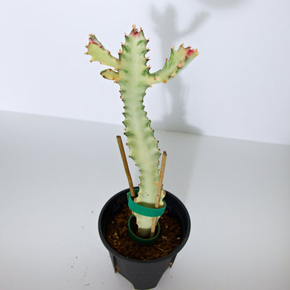 Variegated White Ghost Euphorbia plant
