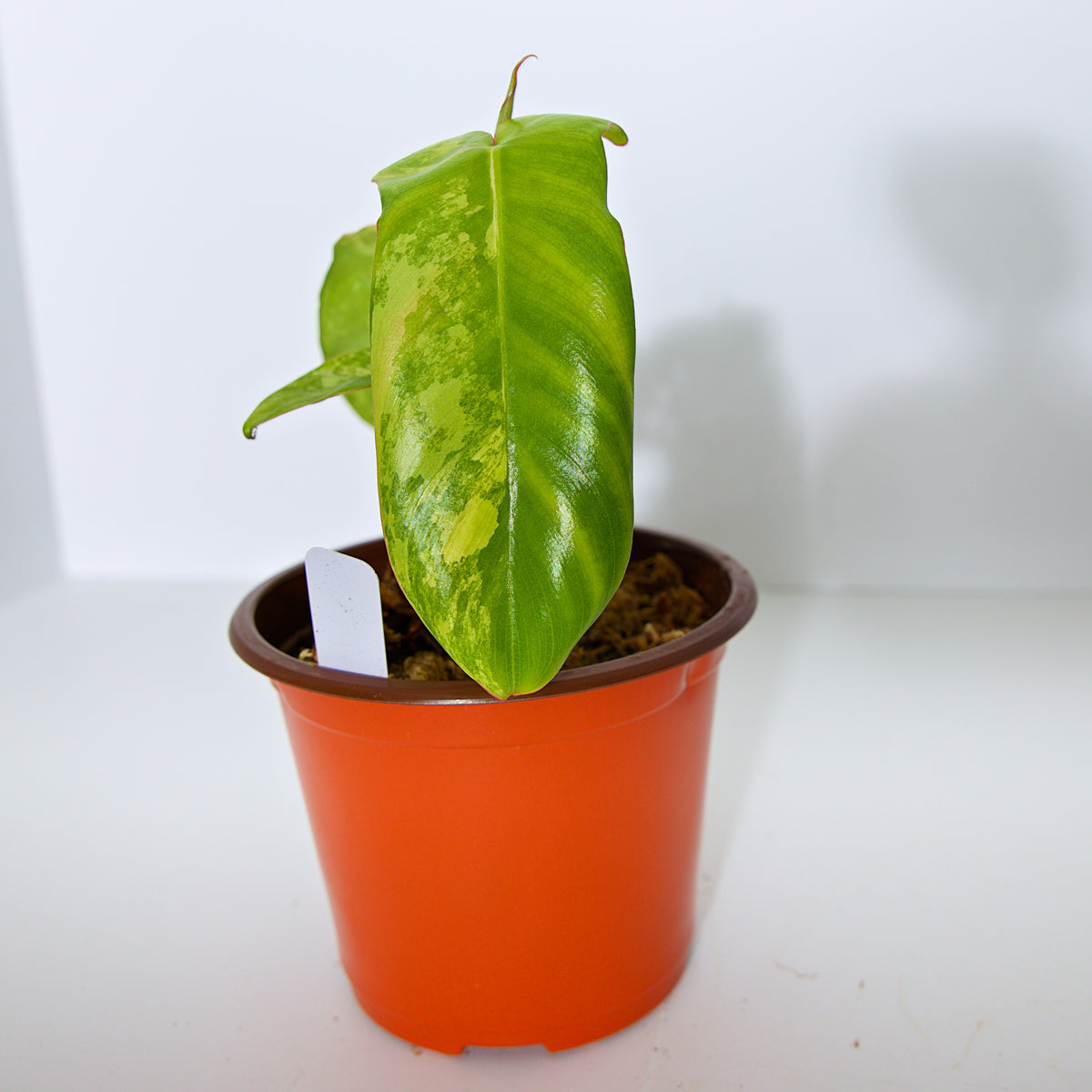 Variegated Florida X Paraiso Verde Philodendron plant