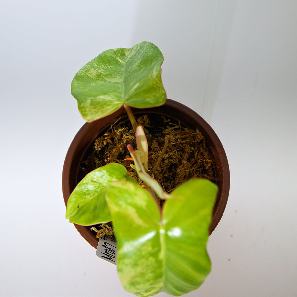 Variegated Florida X Paraiso Verde Philodendron plant