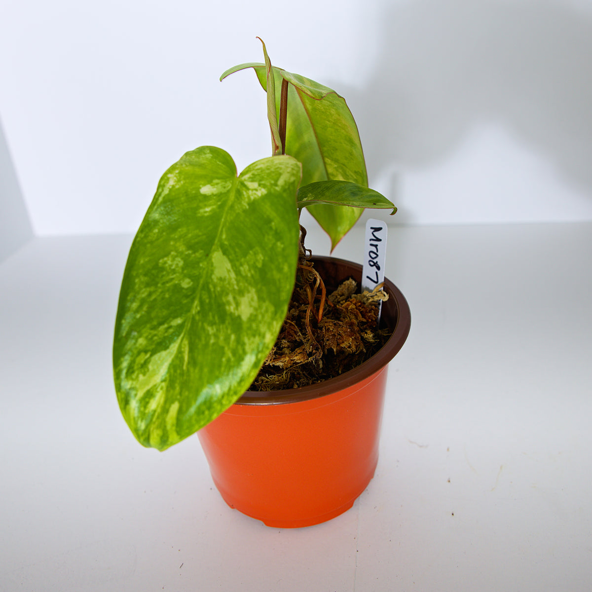 Variegated Florida X Paraiso Verde Philodendron plant