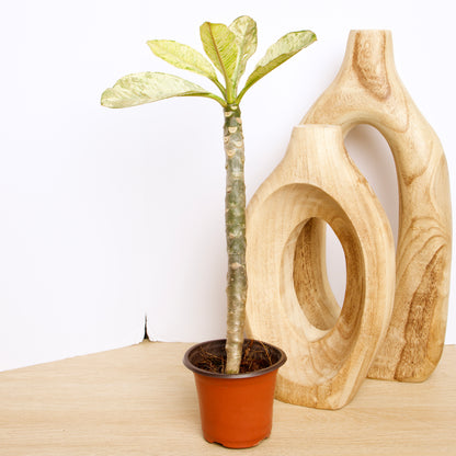Variegated Plumeria plant