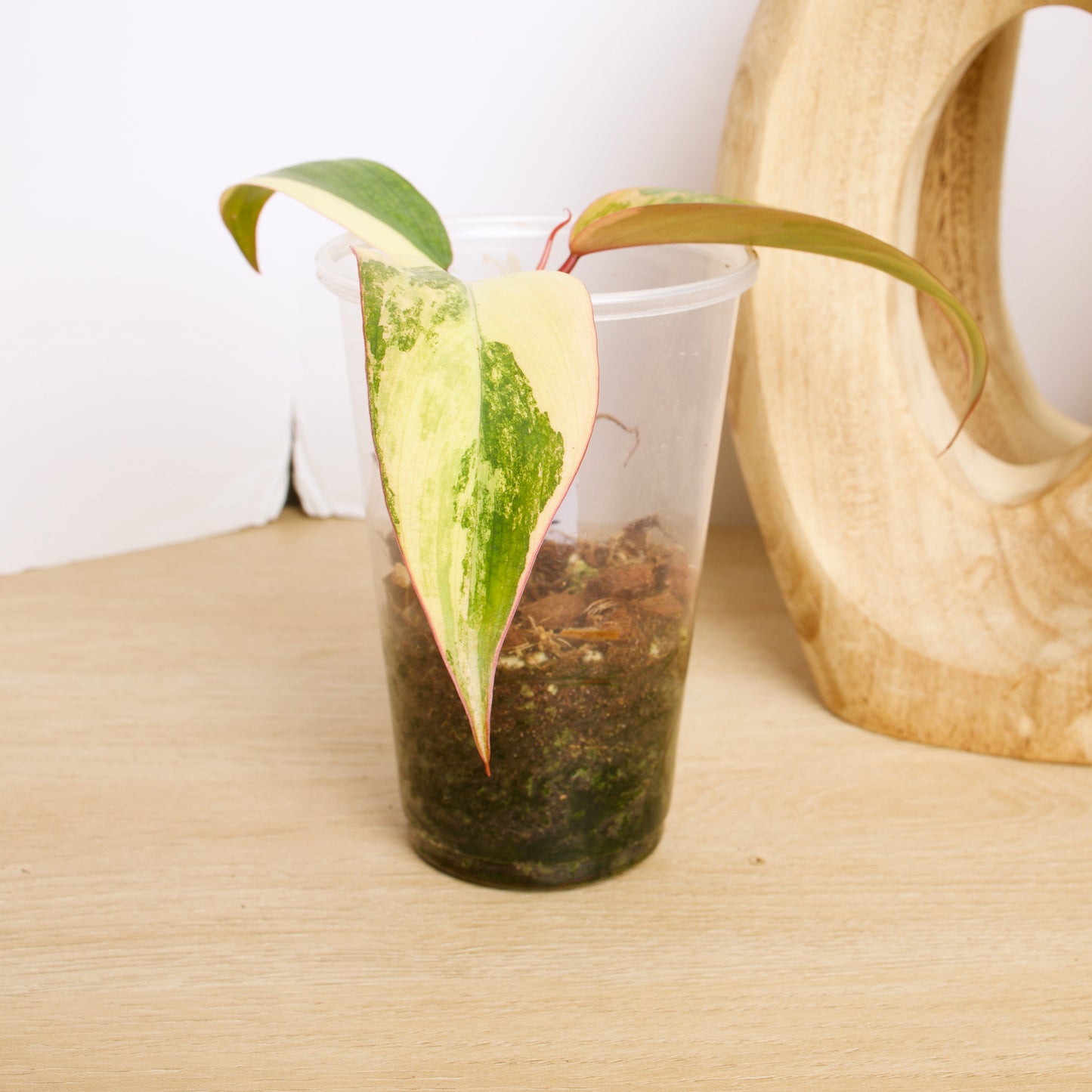 Philodendron Strawberry Shake Plants