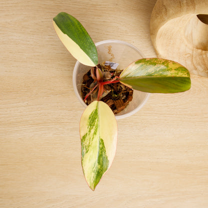 Philodendron Strawberry Shake Plants