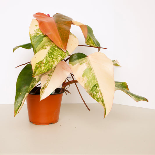 Philodendron Strawberry Shake Plant, exact plant.