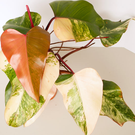 Philodendron Strawberry Shake Plant, exact plant.