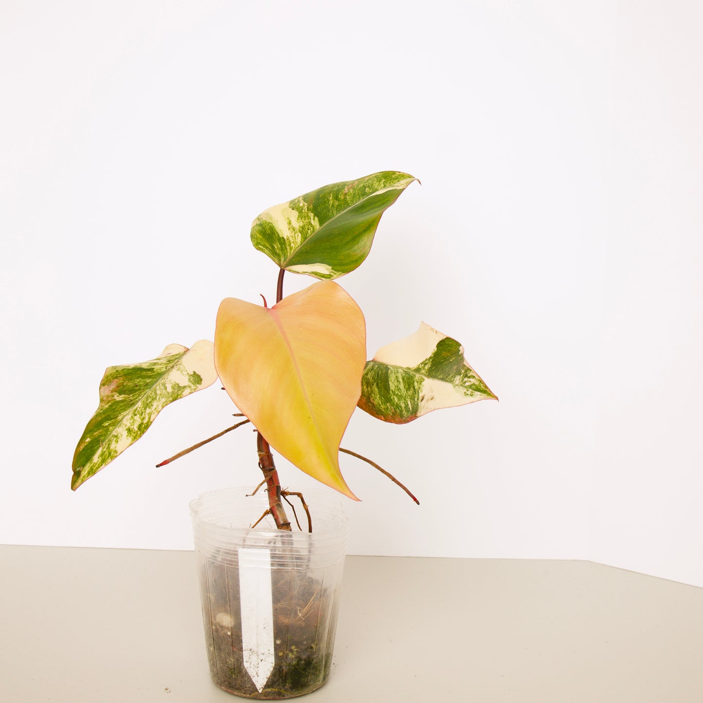 Philodendron Strawberry Shake Plants