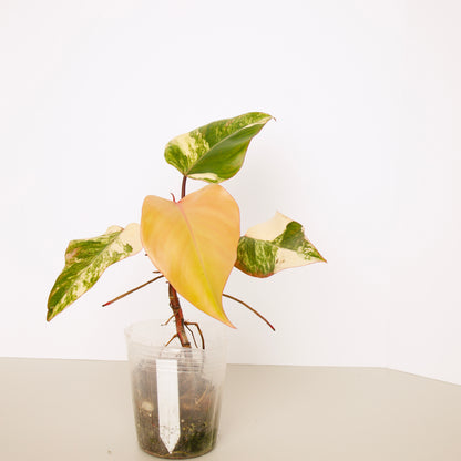 Philodendron Strawberry Shake Plants