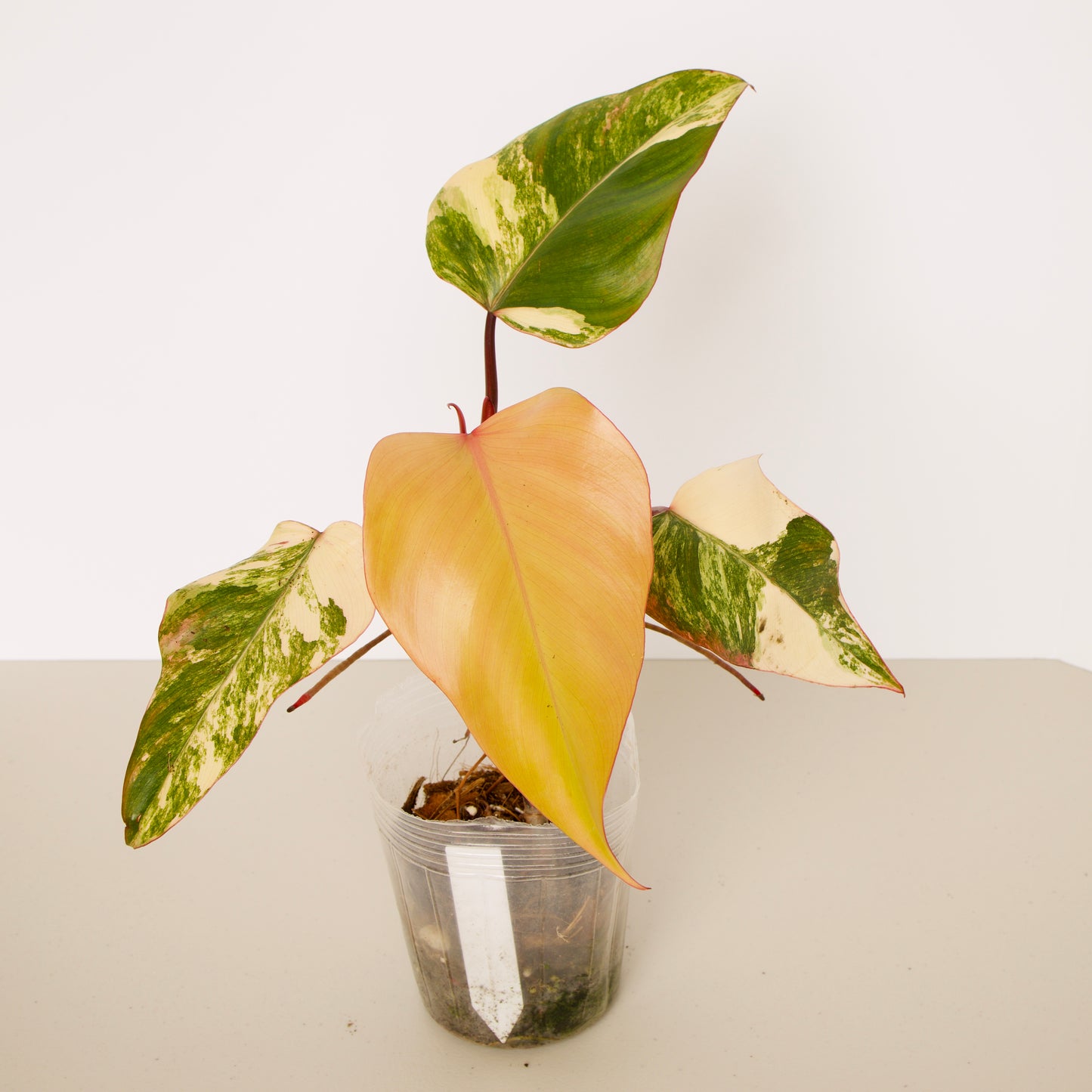 Philodendron Strawberry Shake Plants