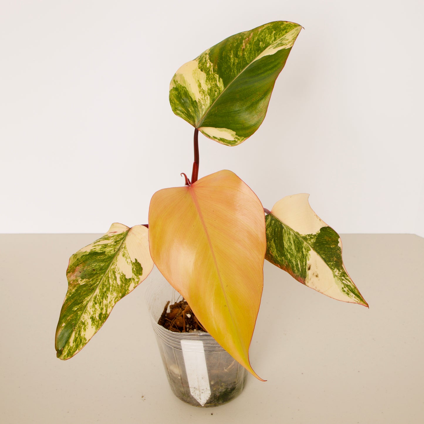 Philodendron Strawberry Shake Plants