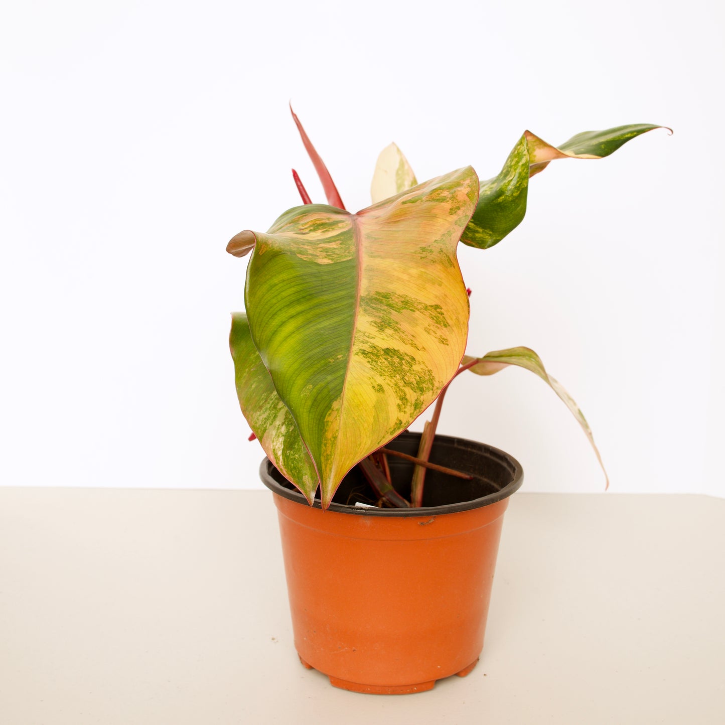 Philodendron Strawberry Shake Plants