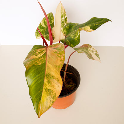 Philodendron Strawberry Shake Plants