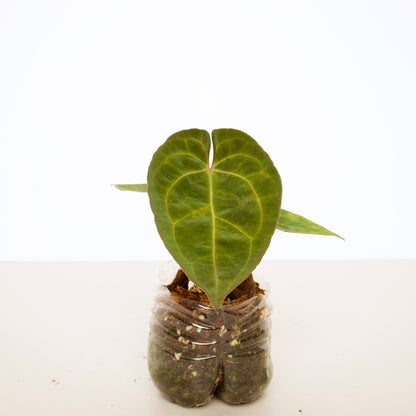Anthurium Ace of Spades, dark form (AOS) plant