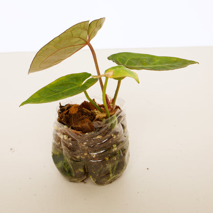 Anthurium Ace of Spades, dark form (AOS) plant