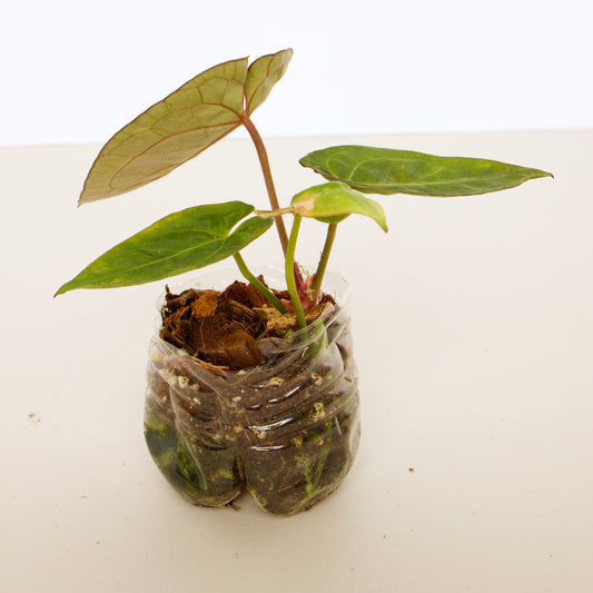 Anthurium Ace of Spades, dark form (AOS) plant