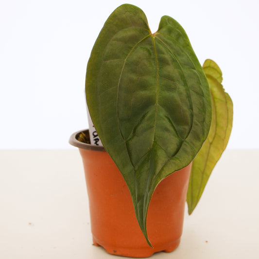Anthurium Red Vein Dark Phoenix rooted active growing plant