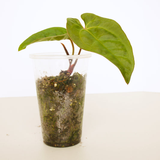 Anthurium Papillilaminum Plant