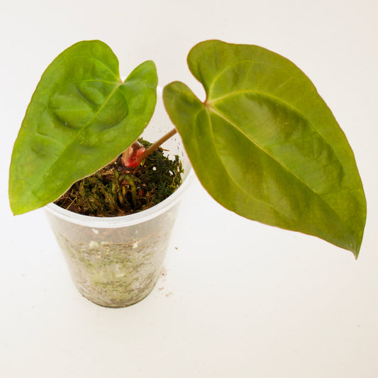 Anthurium Papillilaminum Plant