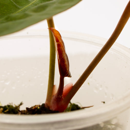 Anthurium Papillilaminum Plant