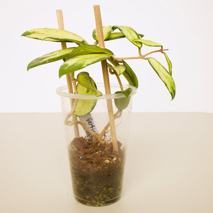 Hoya Verticillata Variegated plant
