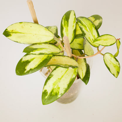 Hoya Verticillata Variegated plant