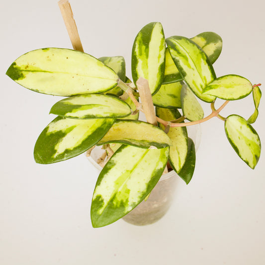 Hoya Verticillata Variegated plant