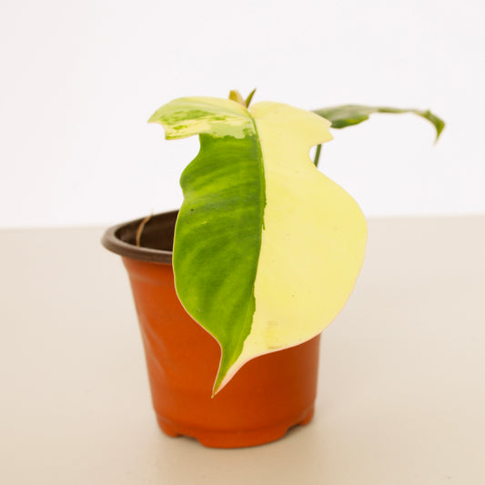 Variegated Florida X Mayoi Philodendron, rare plant, rooted plant