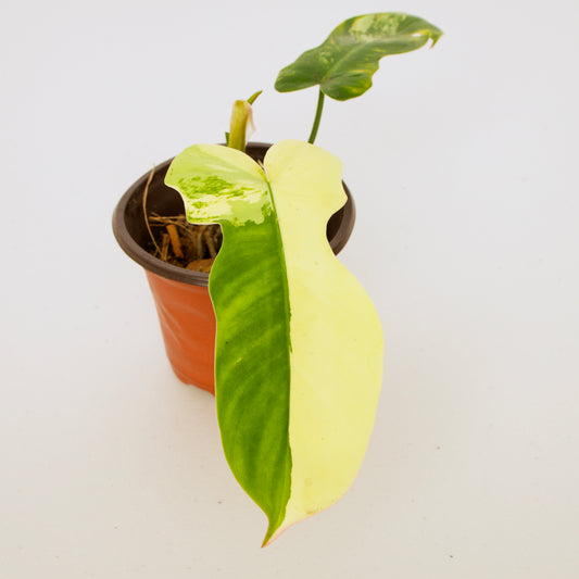 Variegated Florida X Mayoi Philodendron, rare plant, rooted plant