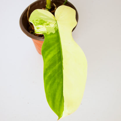 Variegated Florida X Mayoi Philodendron, rare plant, rooted plant